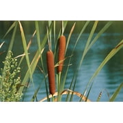 Seedville 50 Cattails Flower Seeds, Water Pond Grass
