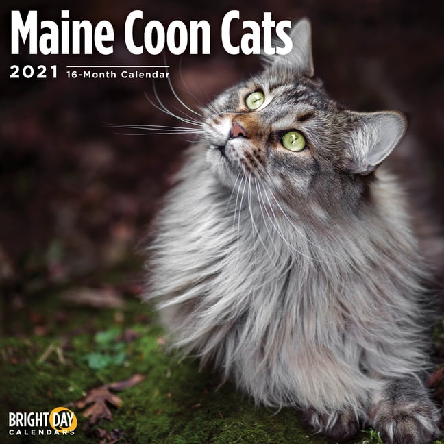 2021-maine-coon-cats-wall-calendar-walmart