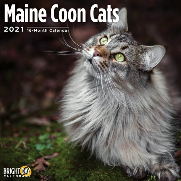2021 Maine Coon Cats Wall Calendar