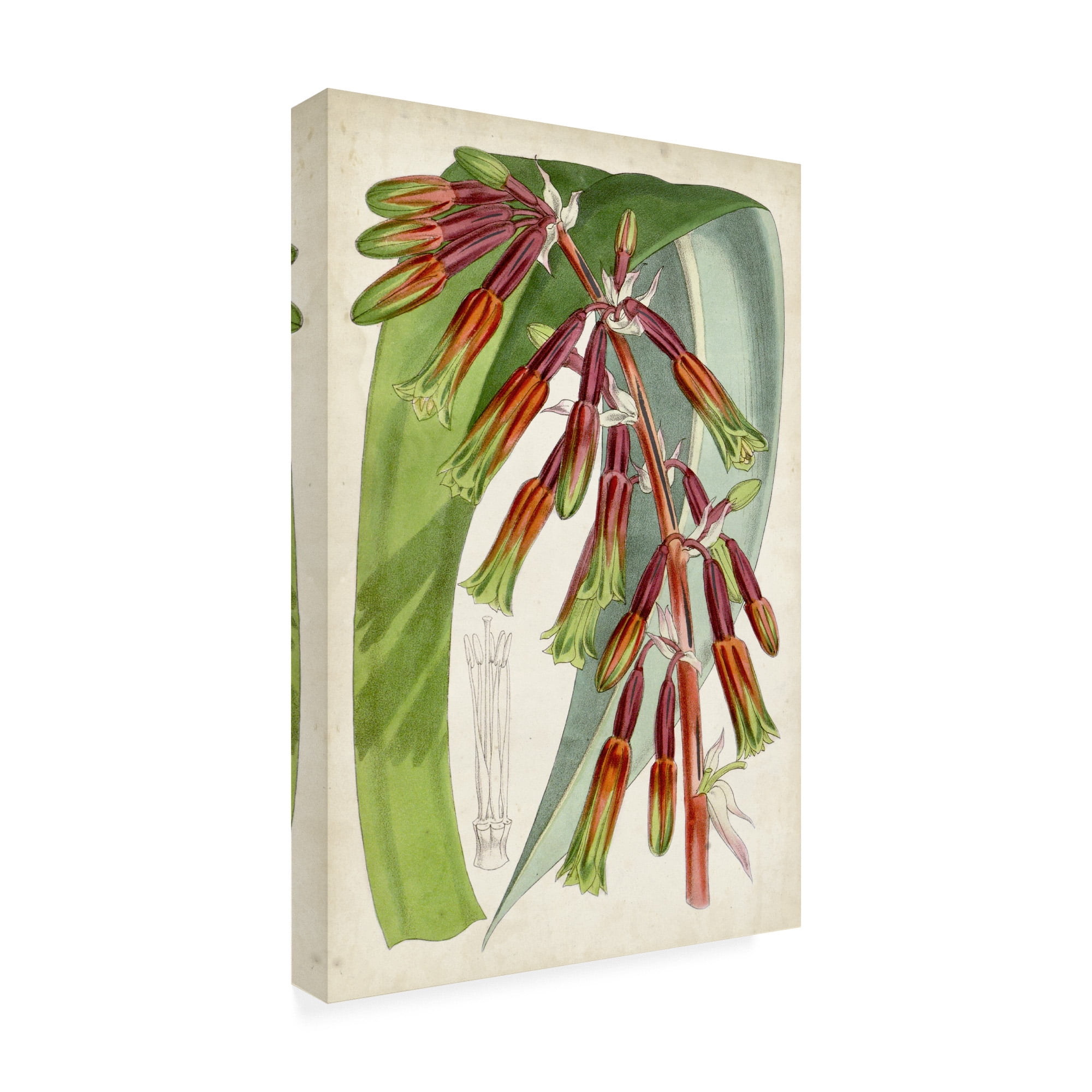 Trademark Fine Art 'Tropical Gems I' Canvas Art by Curtis