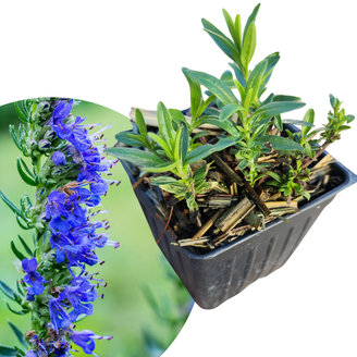 Epazote Plant, (Dysphania ambrosioides) 2.5 inch pot - Walmart.com