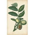 thumbnail image 2 of Turpin 21x32 Gold Ornate Wood Framed with Double Matting Museum Art Print Titled - Exotic Fruits IV, 2 of 4