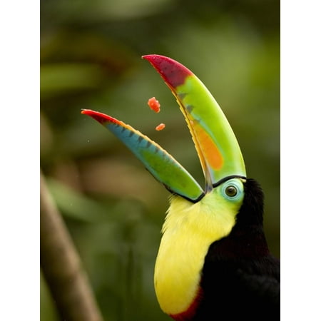 Keel-Billed Toucan Swallowing Pieces of Fruit in its Open Mouth (Ramphastos Sulfuratus), Costa Rica Print Wall Art By Gregory