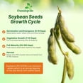 thumbnail image 3 of Outsidepride Heirloom Soybean Seeds For Humans & Animals - 5 LBS, 3 of 5