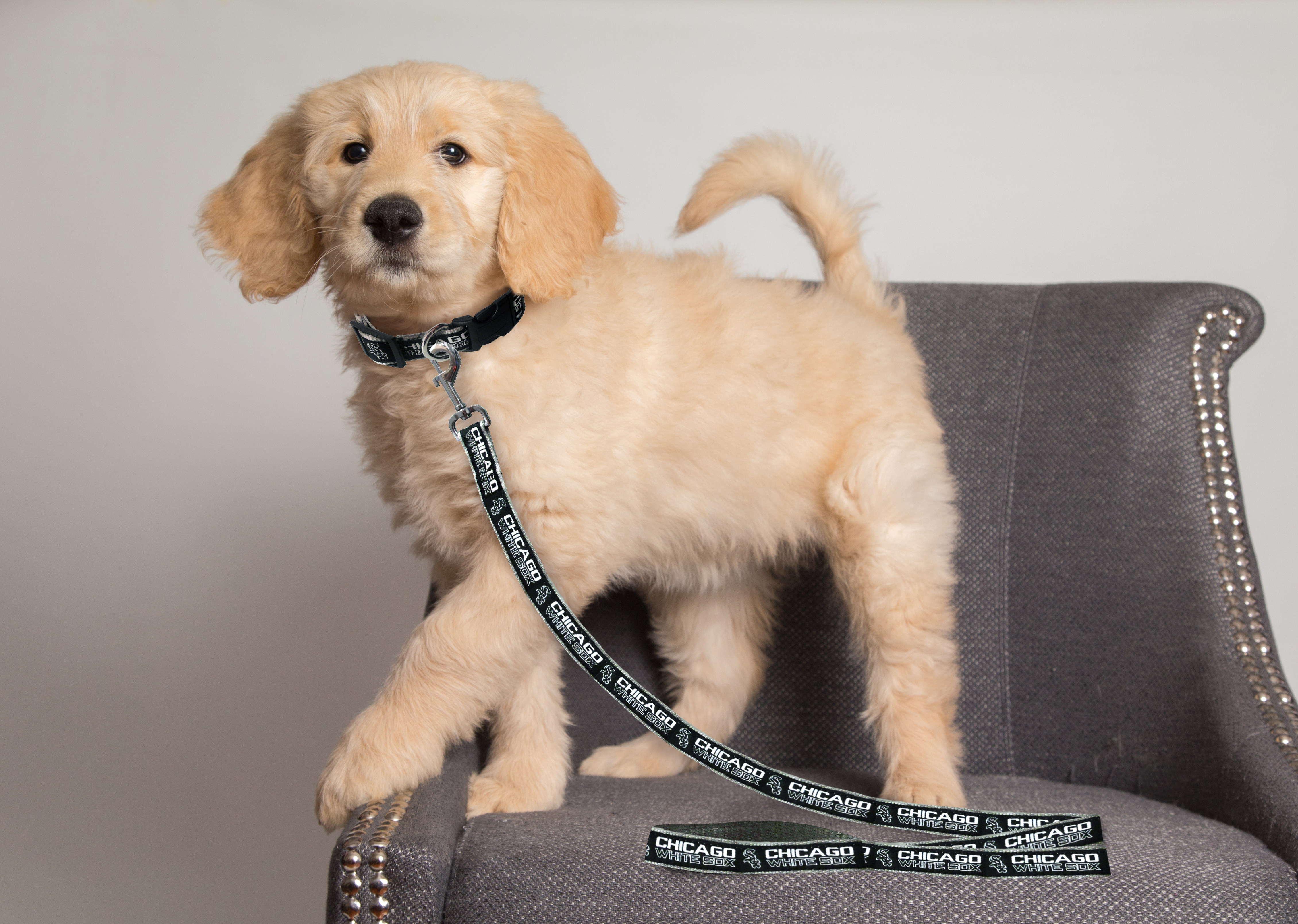 Pets First MLB Chicago White Sox Cats and Dogs Durable Pet Leash, Large
