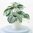 thumbnail image 1 of Artificial Plants Bonsai Simulation Pot Plants Home Decor Office Decoration, 1 of 4