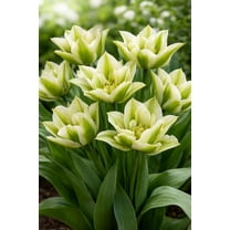 Green Star Lily Tulip Bulbs for Planting - Huge Bulbs for Huge Flowers (10 Bulbs)