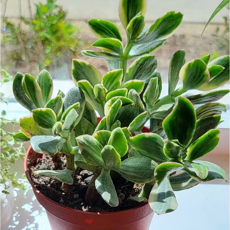 Variegated Jade Plant Live for Planting - Tri Color Jade Plant - Crassula  Ovata Plant - Crassula Ovata Tricolor Plant - Crassula Argentea Variegated  Plant - 4 Inch Pot - Walmart.com