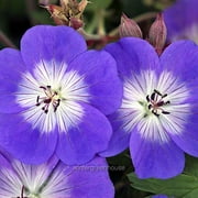 Geranium Rozanne, Cranesbill - Pot Size: 4.5in - Flowers