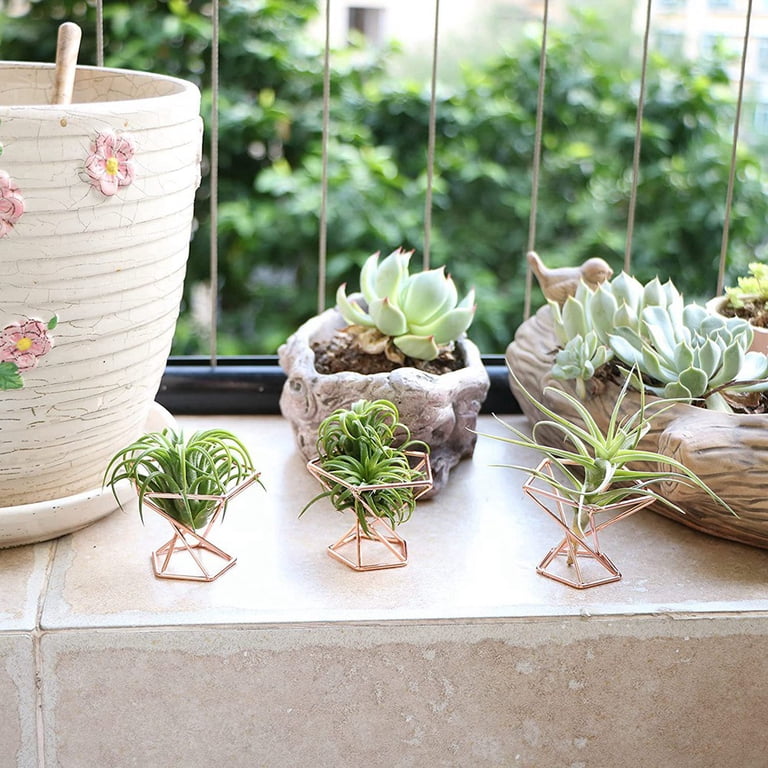Pack 5 Air Plant Holder Air Plants Holders Tillandsias Display Air  Purifying Plant Container Air Fern Stand, Gold - Walmart.com