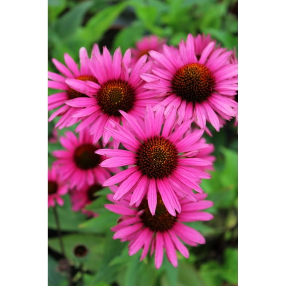 Seedville 25 Bright Star Coneflower Plant Seeds, Bright Rose Pink