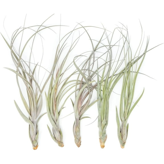 Air Plant Shop 5 Pack XL Tillandsia Balbisiana - Wholesale and Bulk - Succulents - Live Tillandsia - Easy Care Indoor and Outdoor House Plants