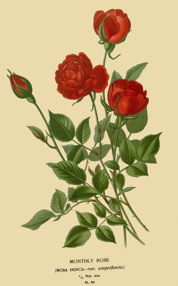 Favourite Flowers O