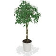 thumbnail image 4 of Brighter Blooms - Braided Benjamina Ficus Tree, 4-5 ft. - No Shipping to AK, AZ, HI, OR, 4 of 7