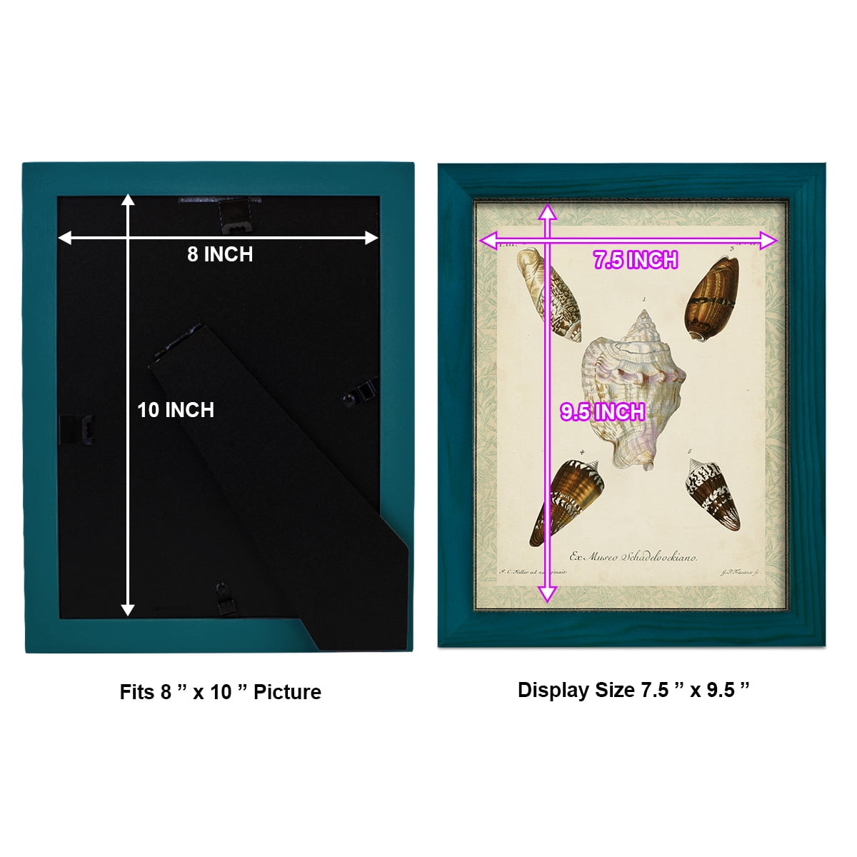Bookplate Shells IV - Framed Print w/glass - Ocean Blue