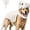 White, variant on Pet Dinosaur Costume, Soft Plush T-Rex Skeleton Halloween Costume for Dogs | Cosplay Clothes for Medium & Large Dog and Cats Funny Adorable Glow-in-the-Dark Dino Outfits Big Breeds For Party Family