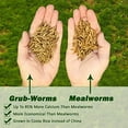 thumbnail image 3 of 2.5 LB Grub-Worms Chicken Feed | Grown in Americas | Better Than Mealworms | Dried Black Soldier Fly Larvae BSF, 3 of 6