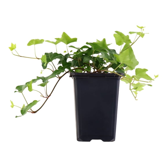 Expert Gardener 8" English Ivy Live Plants in 4" Grower Pot Partial Sun