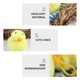 thumbnail image 5 of FELTECHELECTR 11 piezas de divertidos pollitos de peluche, adornos para muñecas, adorables pollitos de juguete con nido., 5 of 6