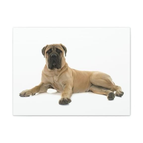 Majestic Bull Mastiff Art Majestic Bull Mastiff Print Animal Wall Art Wildlife Canvas Prints Wall Art Ready to Hang Unframed