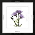 thumbnail image 3 of Purple Gentian Square, Botanical Framed Art Print Wall Art by Albert Koetsier Sold by Art.Com, 3 of 6