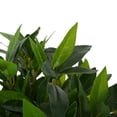 thumbnail image 6 of Christopher Knight Home 49" Artificial Topiary Bay Tree in Black Plastic Pot, Pre-Potted Faux Plants for Home Decor, Set of 2, 6 of 10