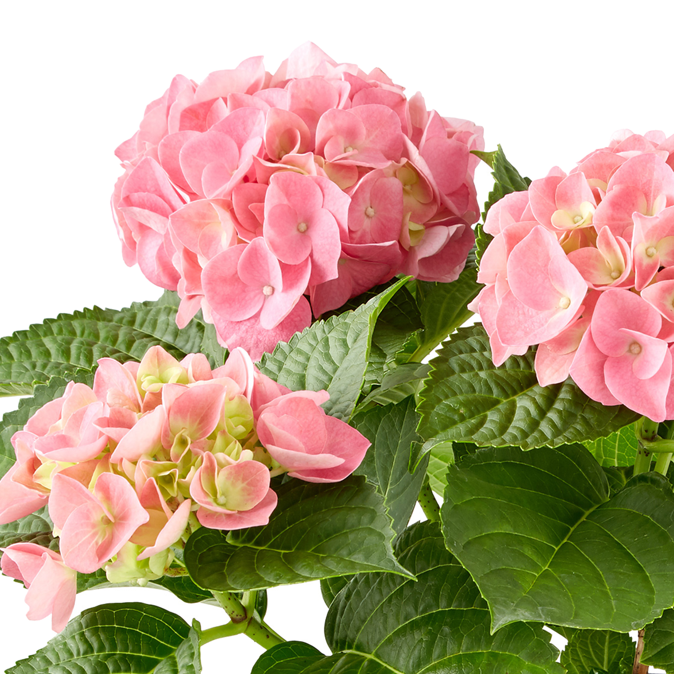 Hydrangea4937　0602 Bloomin' Easy 2 gal. Potted Flare Hardy Hydrangea Plant at