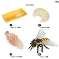 thumbnail image 3 of MYG Modèle d'Insecte Animal Simulation Abeille Guêpe Poupée Jouets Éducatifs Cadeaux, 3 of 7