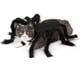 thumbnail image 5 of Disfraz de Halloween para perros y gatos, disfraz de araña gigante peluda para mascotas, accesorios de Halloween para mascotas, decoración para perros y cachorros, 5 of 5