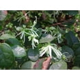 thumbnail image 2 of Emerald Snow Loropetalum – Compact Evergreen Shrub with White Blooms and Year-Round Foliage, 2 of 6