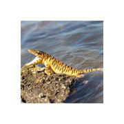 Safari Ltd. Tylosaurus Figurine - Detailed 9.25 Marine Lizard Figure - Educational Toy for Boys, Girls, and Kids Ages 3+