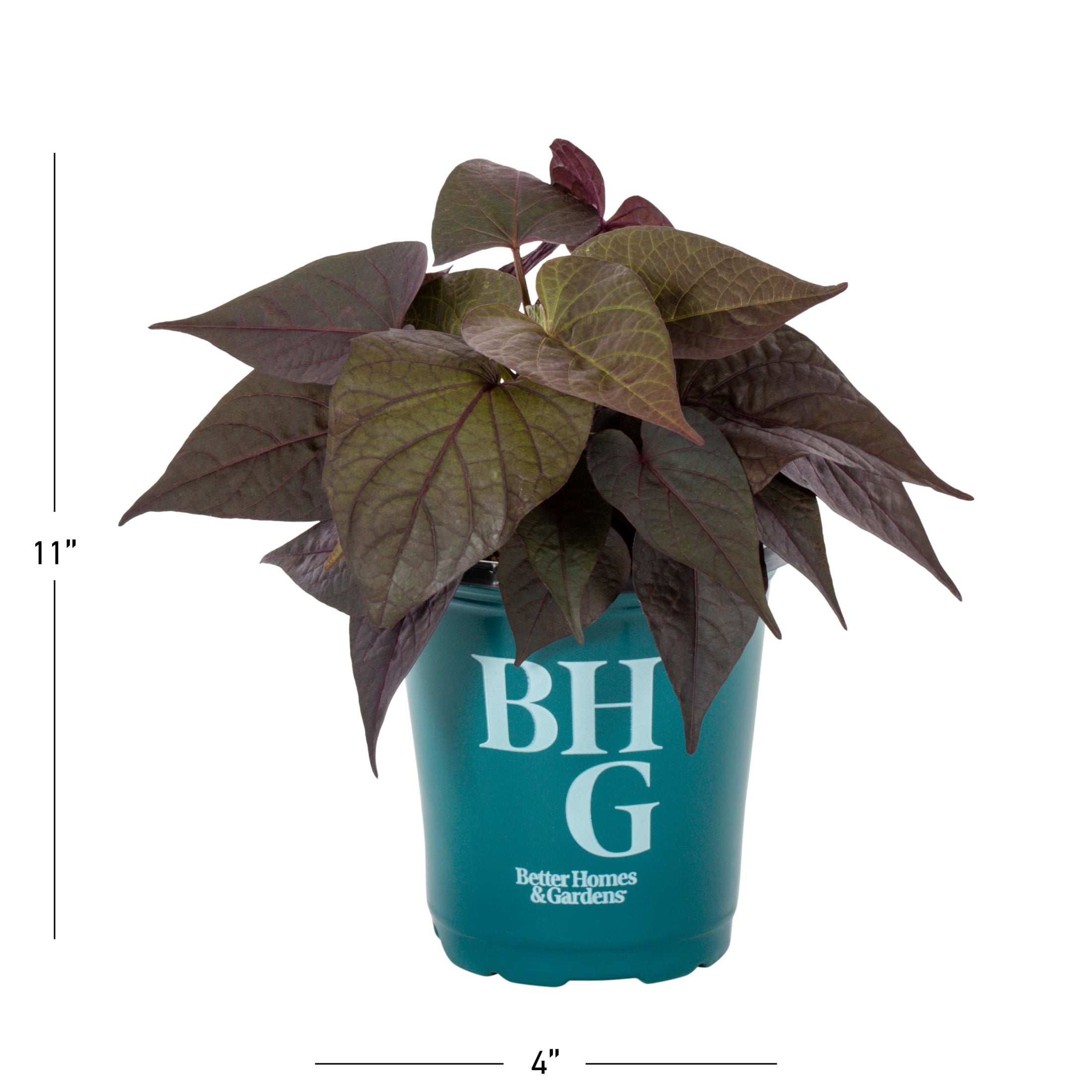 Better Homes & Gardens 1PT Purple Ipomoea Live Annual Plant Shade 6-Pack