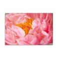 thumbnail image 2 of Gango Home Decor Pink Peony V by Karyn Millet (Printed on Paper); One 36x24in Fine Art Paper Giclee Print, 2 of 4