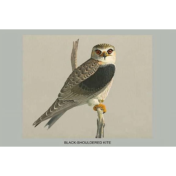 Black Shouldered Kite-Fine Art Canvas Print (20" x 30")