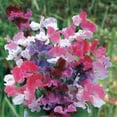 thumbnail image 3 of Burpee Sweet Dreams Mixed Colors Sweet Pea Flower Seed, 1-Pack, 3 of 5