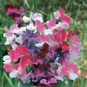 Burpee Sweet Dreams Mixed Colors Sweet Pea Flower Seed, 1-Pack