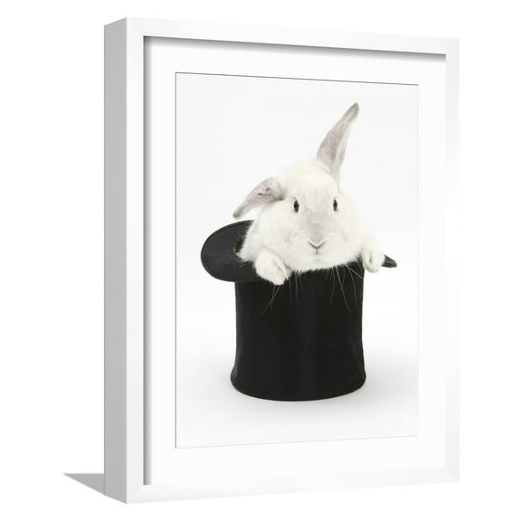 Art.com White Rabbit in a Black Top Hat Photographic Print by Mark Taylor, White Frame Wall Art, 17" x 21"