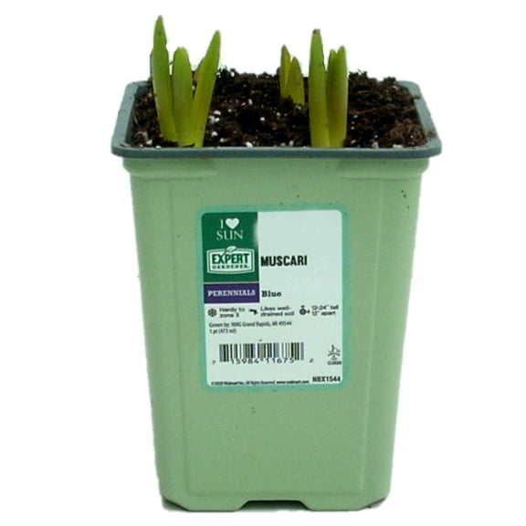 Expert Gardener 1PT Blue Muscari, Live Plants, Full Sun