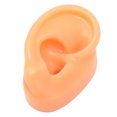 thumbnail image 4 of Modèle d'Oreille Artificielle, Modèle d'Oreille Humaine Multi-Usages Réutilisable Professionnel Doux pour Entraînement d'Oreille Gauche, Droite, 4 of 8