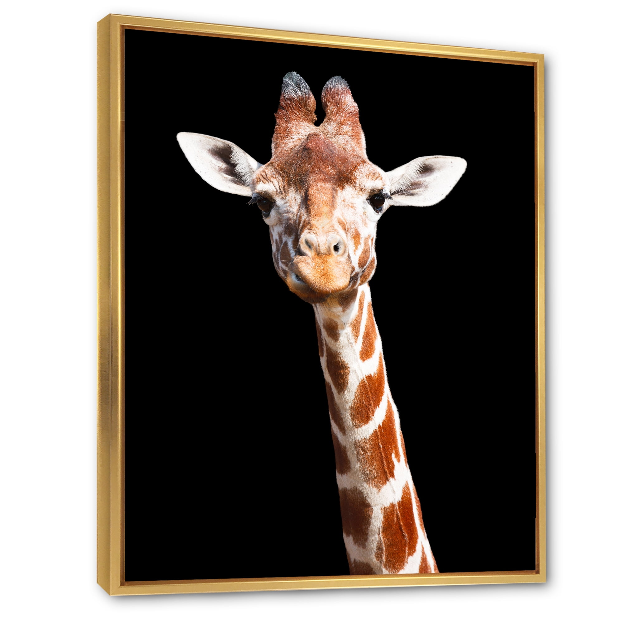 Designart 'Close Up Portrait Of A Giraffe On Black V' Farmhouse Framed Canvas Wall Art Print