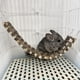 thumbnail image 5 of Escalera de escalada para mascotas, puente con escaleras de madera Flexible y duradero para rechinar los dientes, respetuoso con el medio ambiente, para loros y Chinchillas, 5 of 8