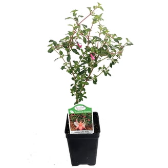 Bubblegum Rhododendron - Bubblegum Pink Blooms - 4" Pot - Walmart.com