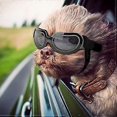 thumbnail image 1 of Shopping Mall Dog Goggles Anti-UV Adjustable Transparent Dog Sunglasses Easy to Wear Windproof Motorcycle Puppy Glasses (Transparent Black), 1 of 5