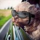 thumbnail image 1 of Shopping Mall Dog Goggles Anti-UV Adjustable Transparent Dog Sunglasses Easy to Wear Windproof Motorcycle Puppy Glasses (Transparent Black), 1 of 5