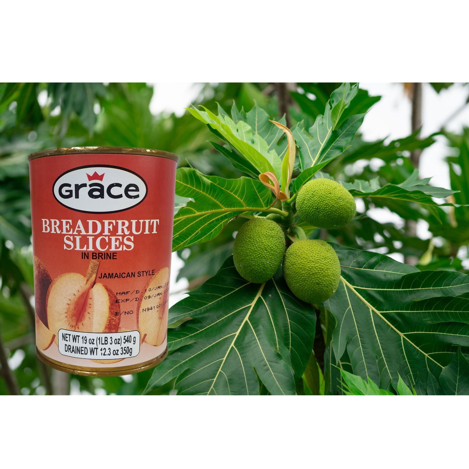 Canned Breadfruit Slices in Brine - (2 pack x 475g each) .. Naturally Nutritious