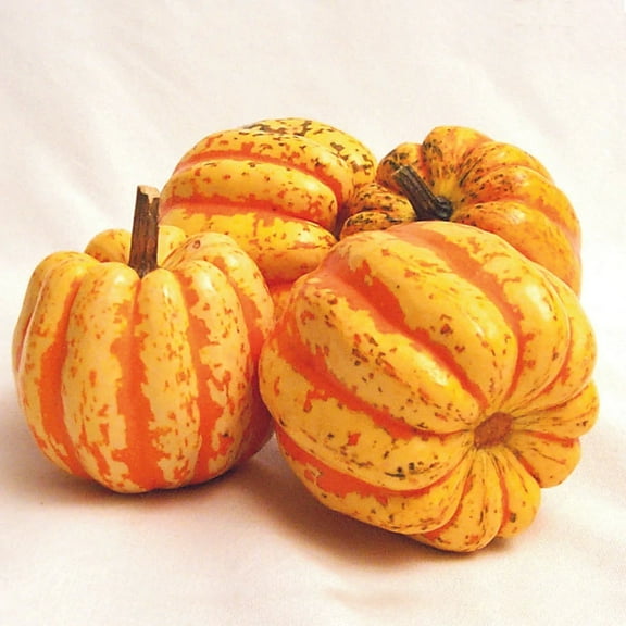 Squash Celebration F1 Seed