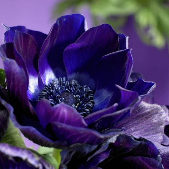 Van Zyverden Anemones Wind Flowers Darkest Blue Set of 25 Bulbs Blue Partial Sun Easy to Grow
