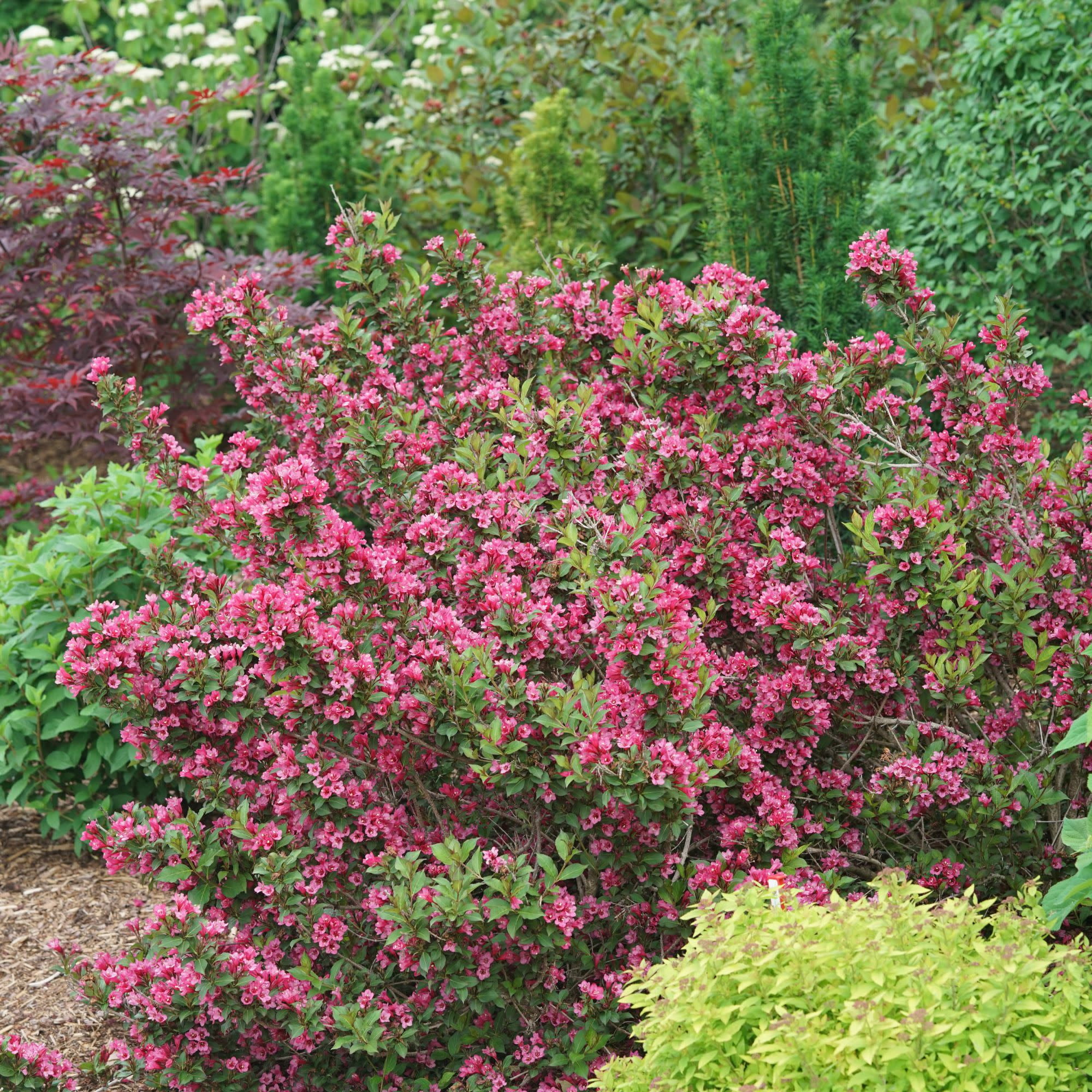 Proven Winners ColorChoice 5" Pink Sonic Bloom Punch Weigela Live Plant in 4.5" Pot (4 Count)