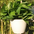 thumbnail image 2 of Decodeary 7piece Easy Installation Wall Hanging Plastic Planters For And Versatile white 190, 2 of 6