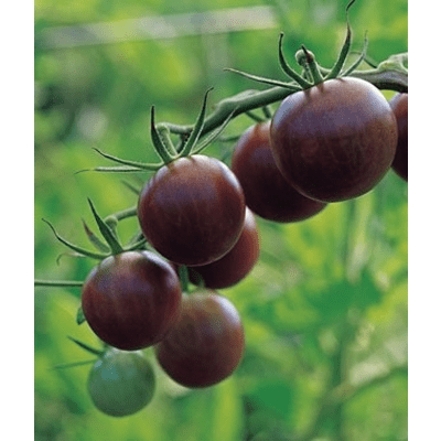 Black Cherry Tomato Plants | Two Live Plants | Non-GMO, Indeterminate